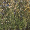 a part of Meadow, from the cycle Herbarium, oil on canvas, 150 x 200 cm, 2016